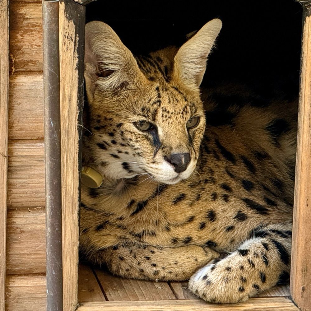 Siesta Annex Wildcat Shelter