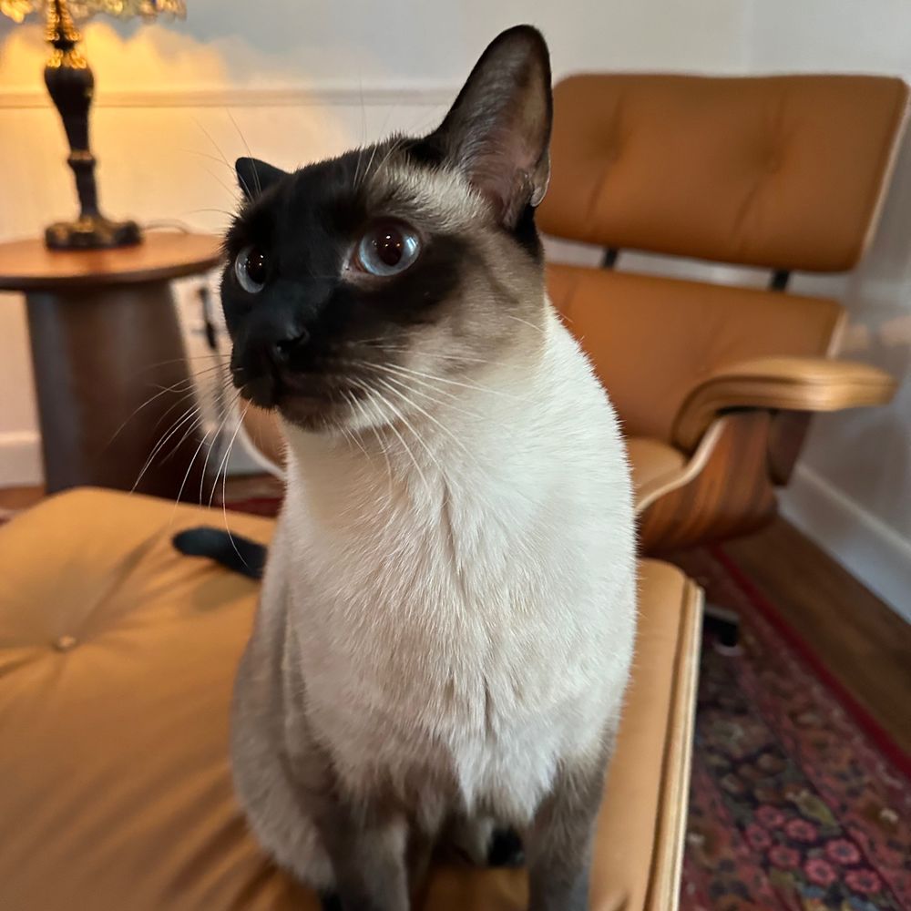 Allison Cat