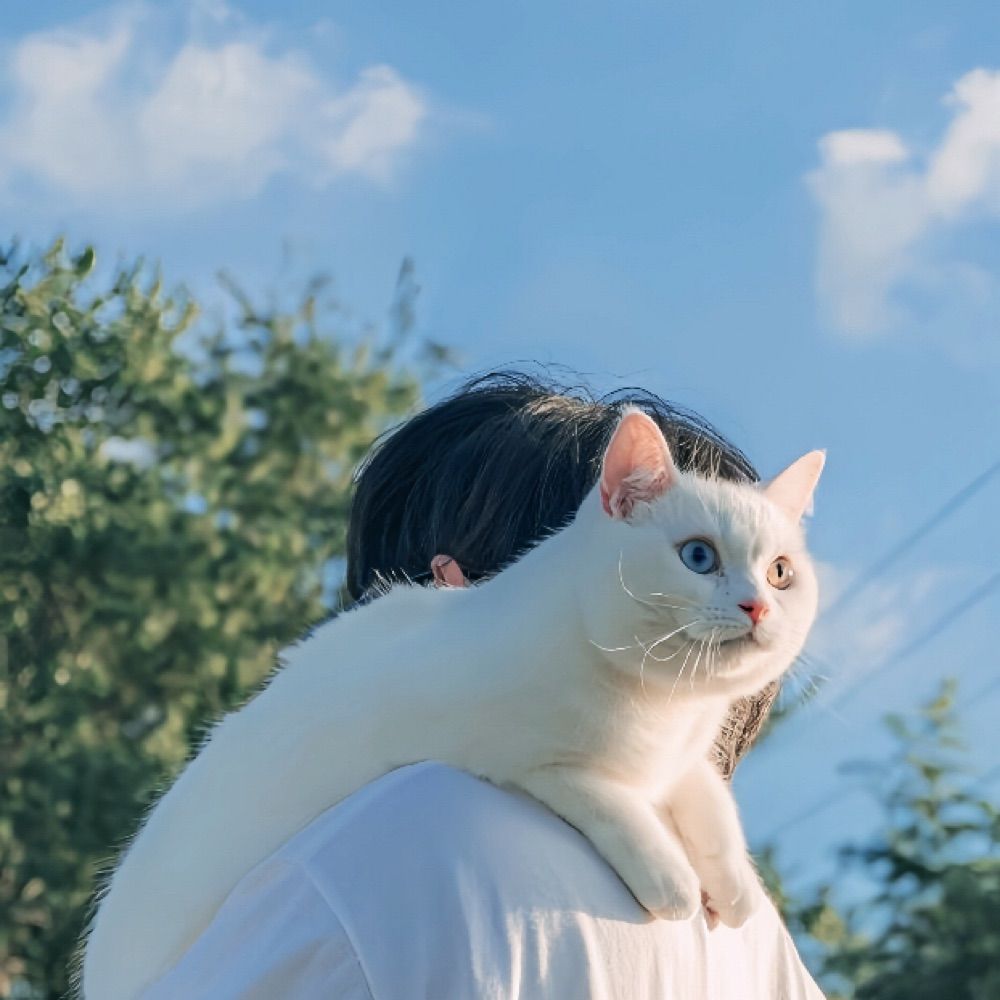 ʀ.ᴀ. ◡̈ ㅤ