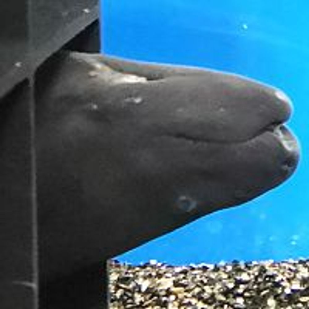 🐟