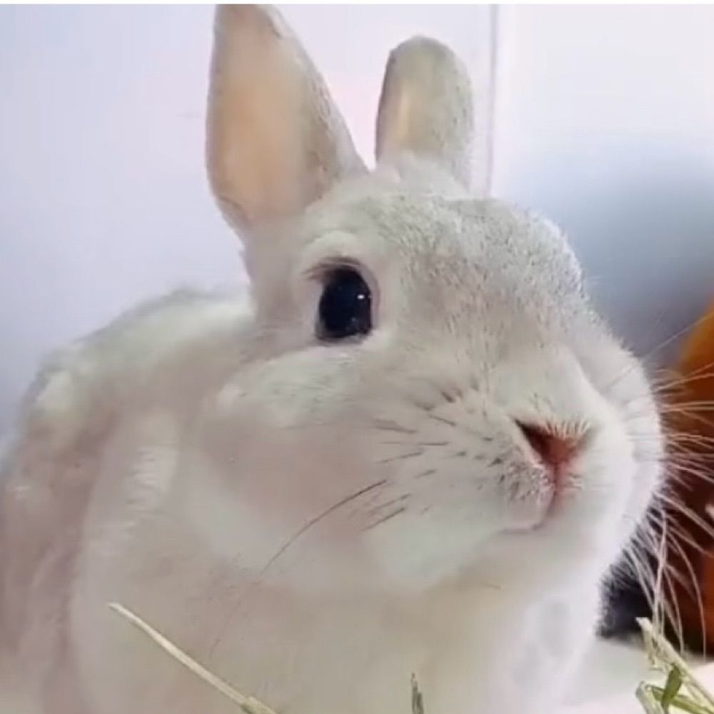 うさぎのもち🐰（のんびり浮上）