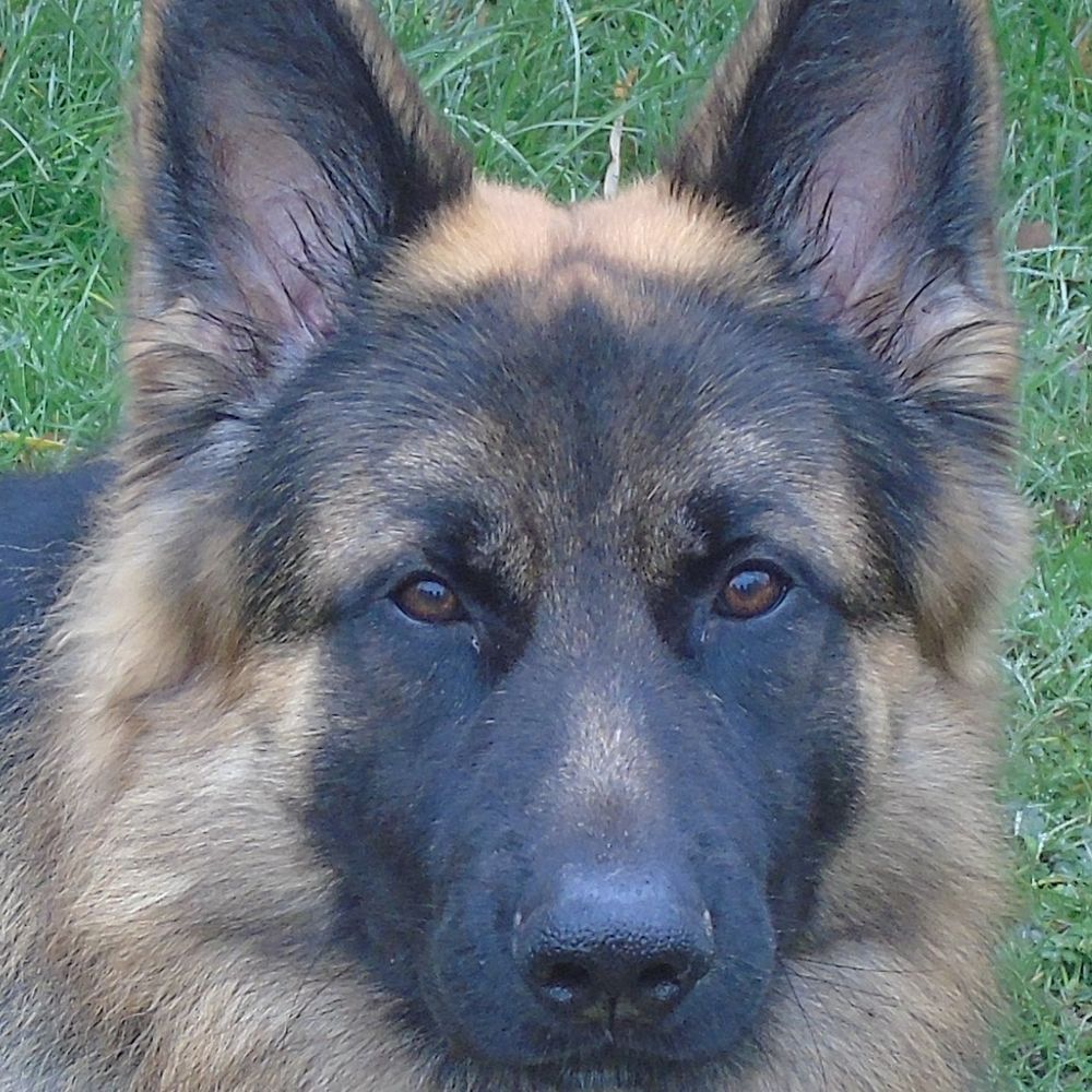 Assistance Dog Thor GSD