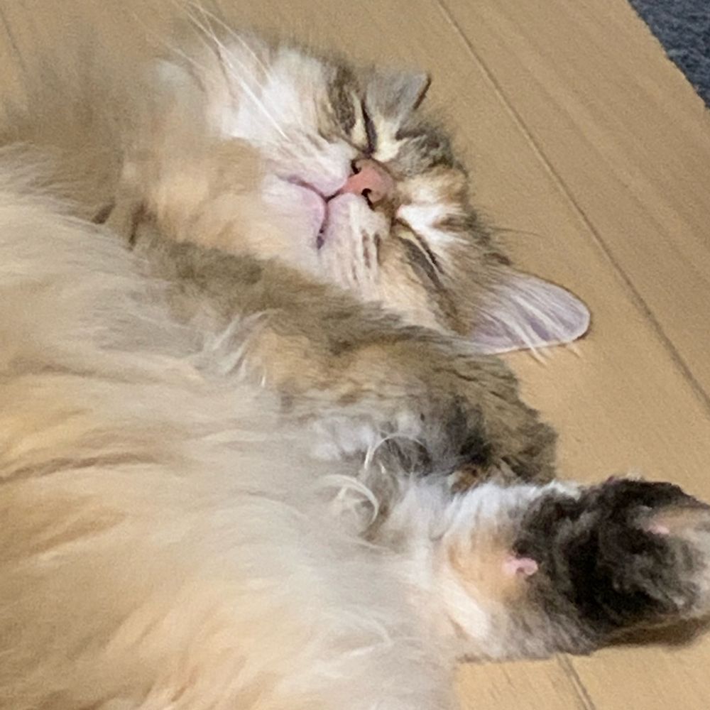 葵