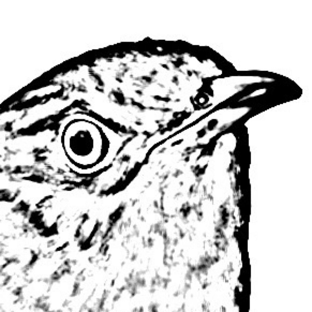 Imperious Cuckoo