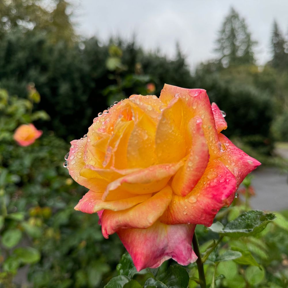 Grateful in Oregon