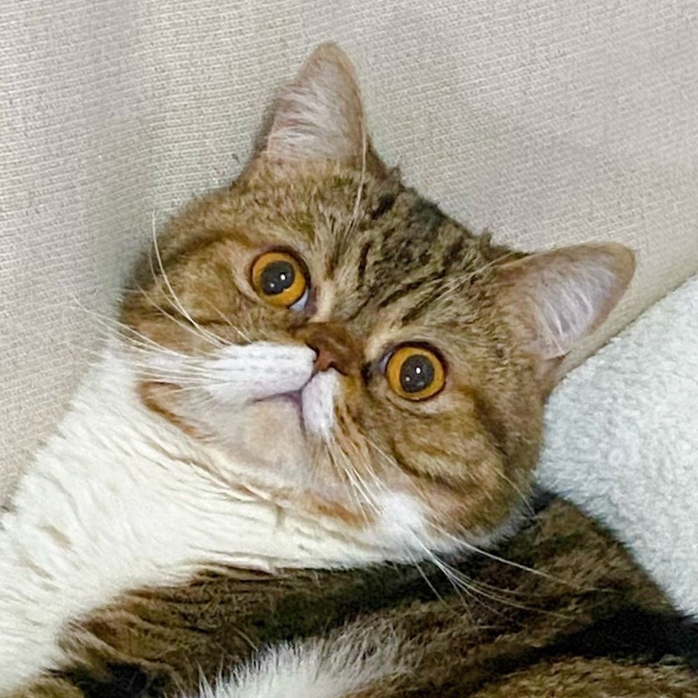まここ🐈