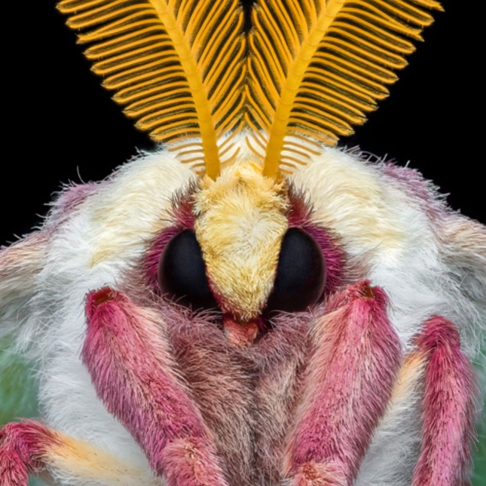 A Weird Bug