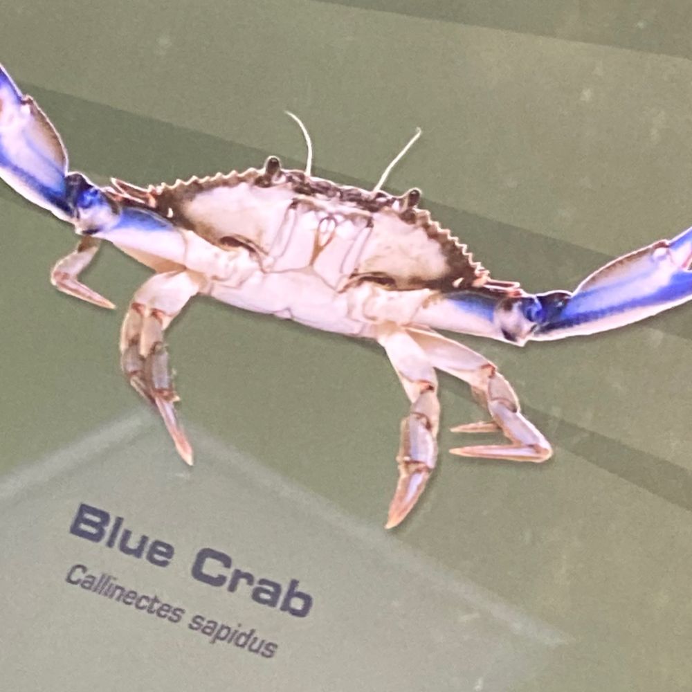 abluecrab 