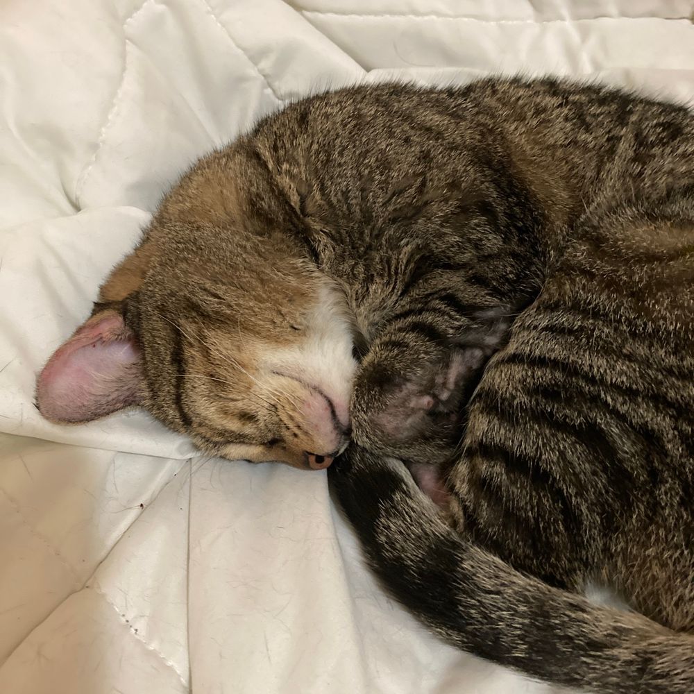 mikothecat2025.bsky.social profile picture