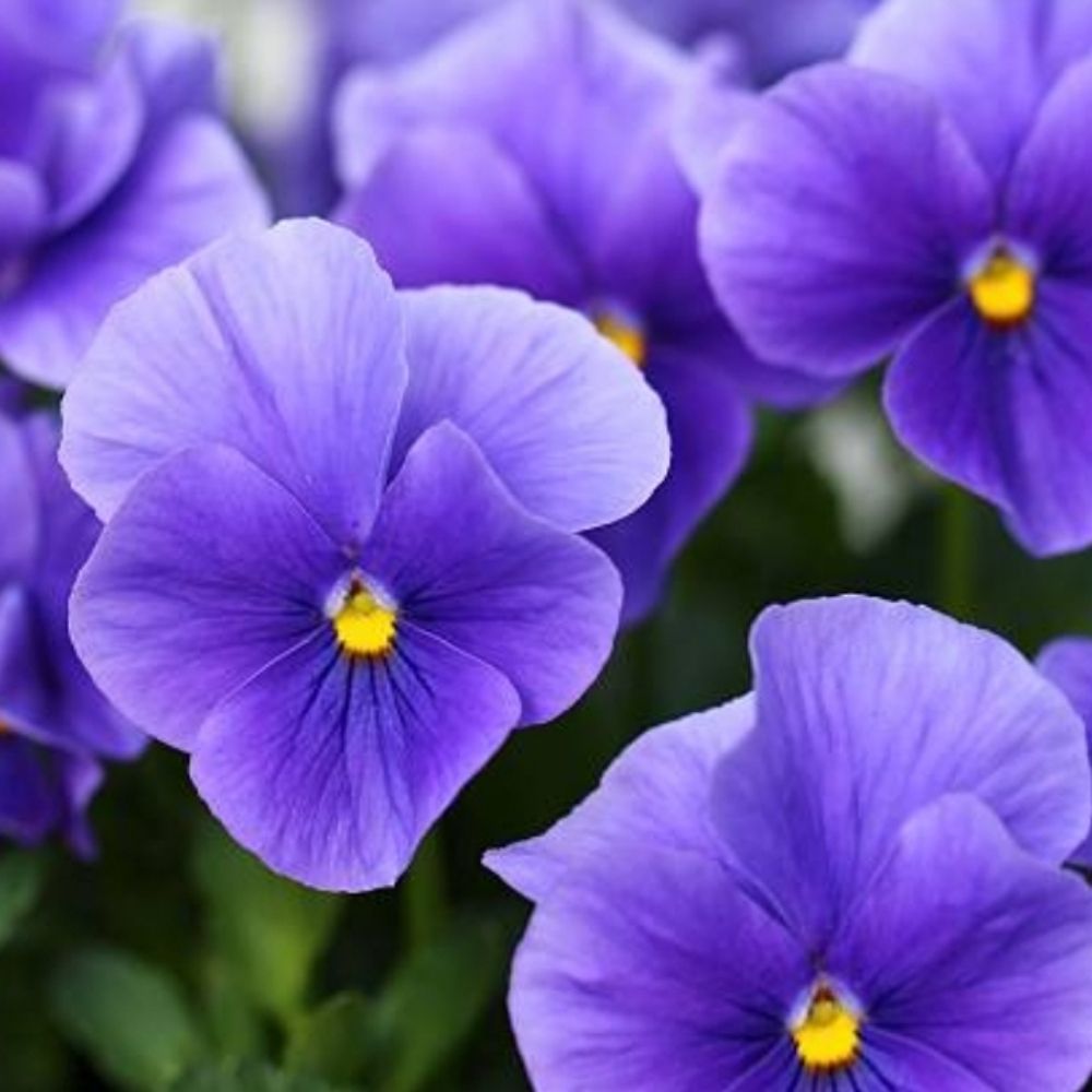 Violet
