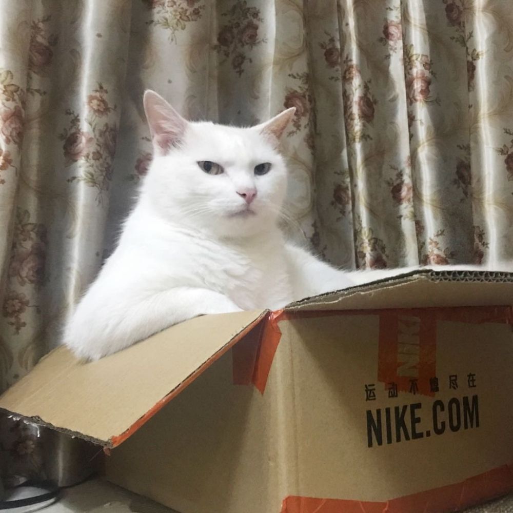 Cat Man