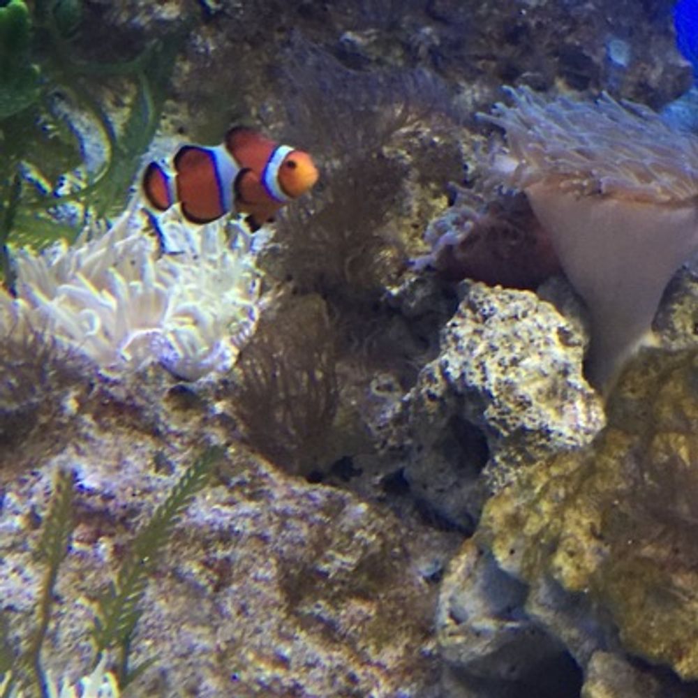 せつな
