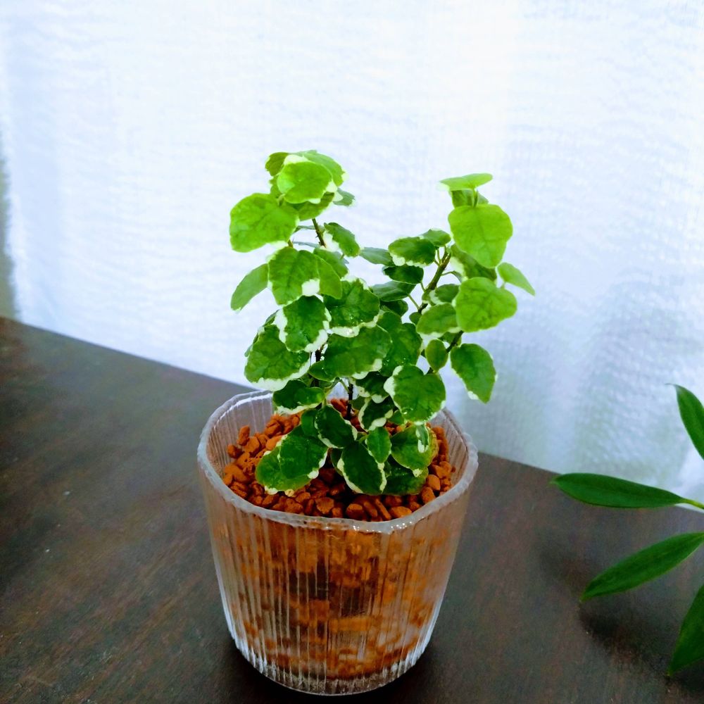 Chai Leaf