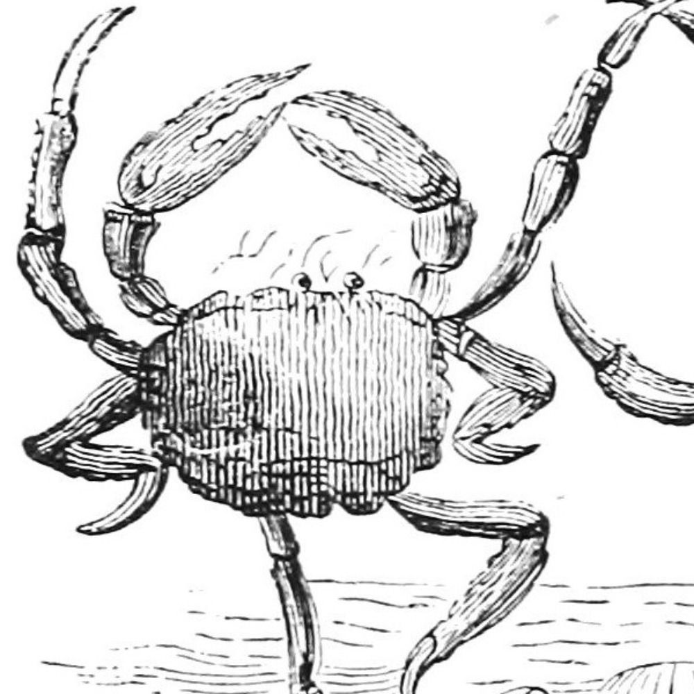 ろばたにスエノ🦀蔭沢菫