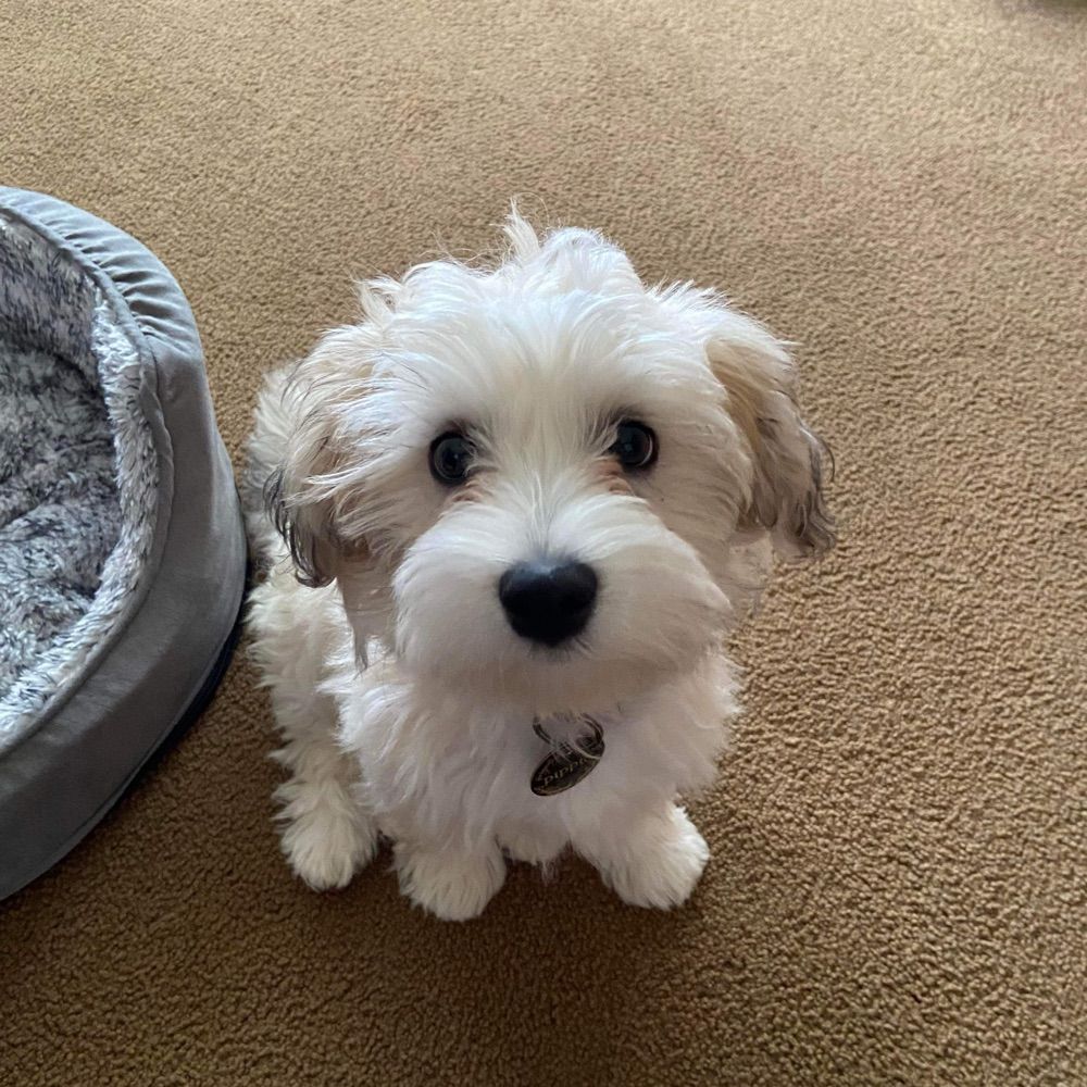 Pippin