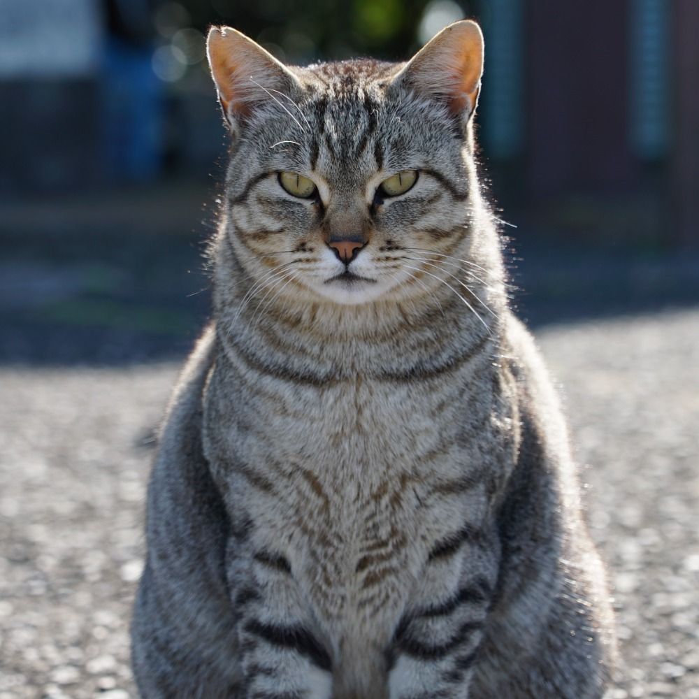ハルト