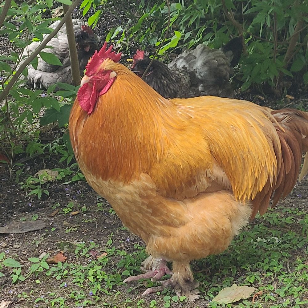 Fat chicken