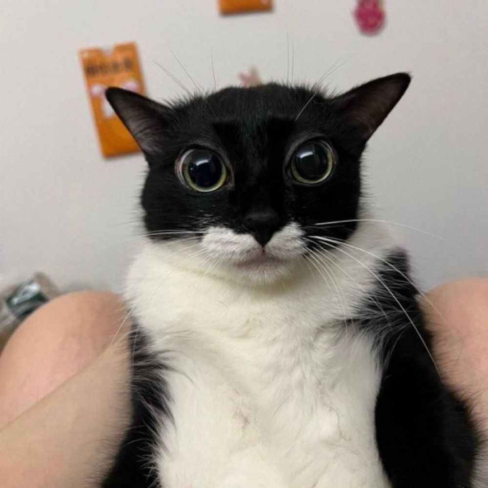 Snormax