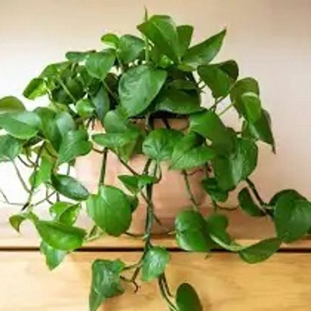 pothos