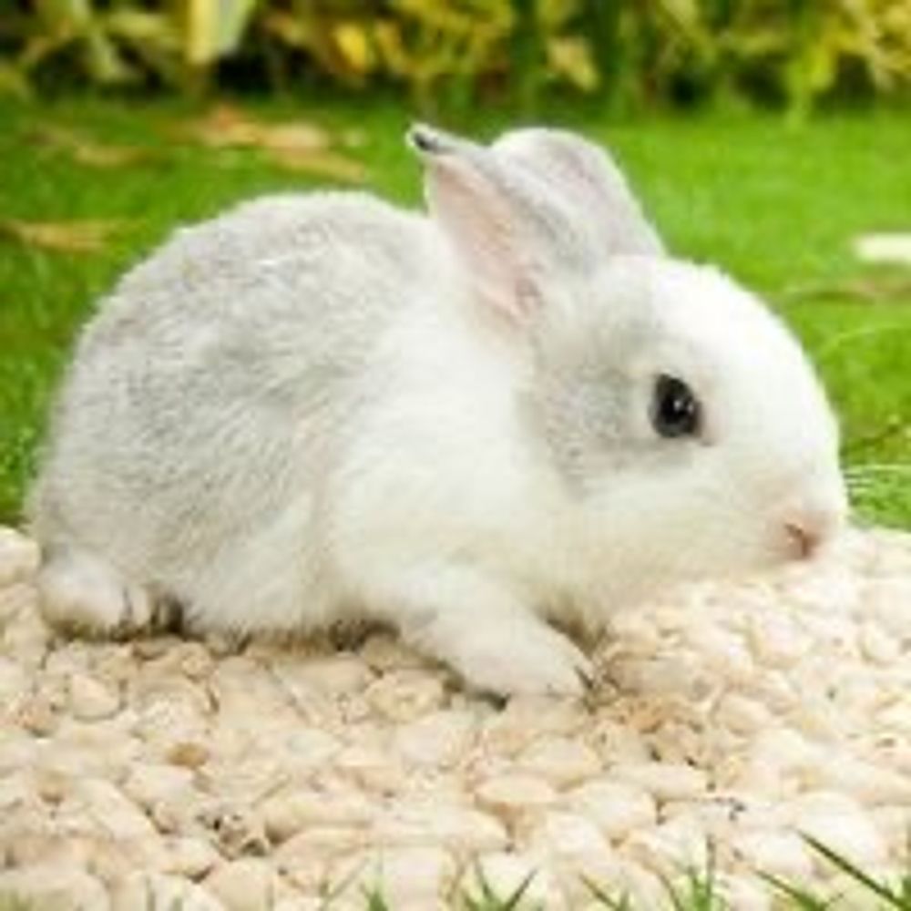 ゆきこ