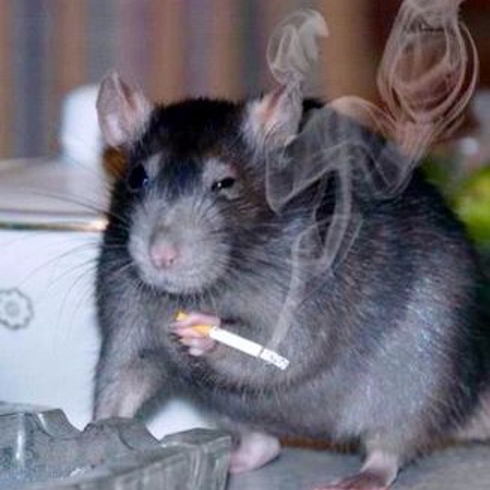 ratty