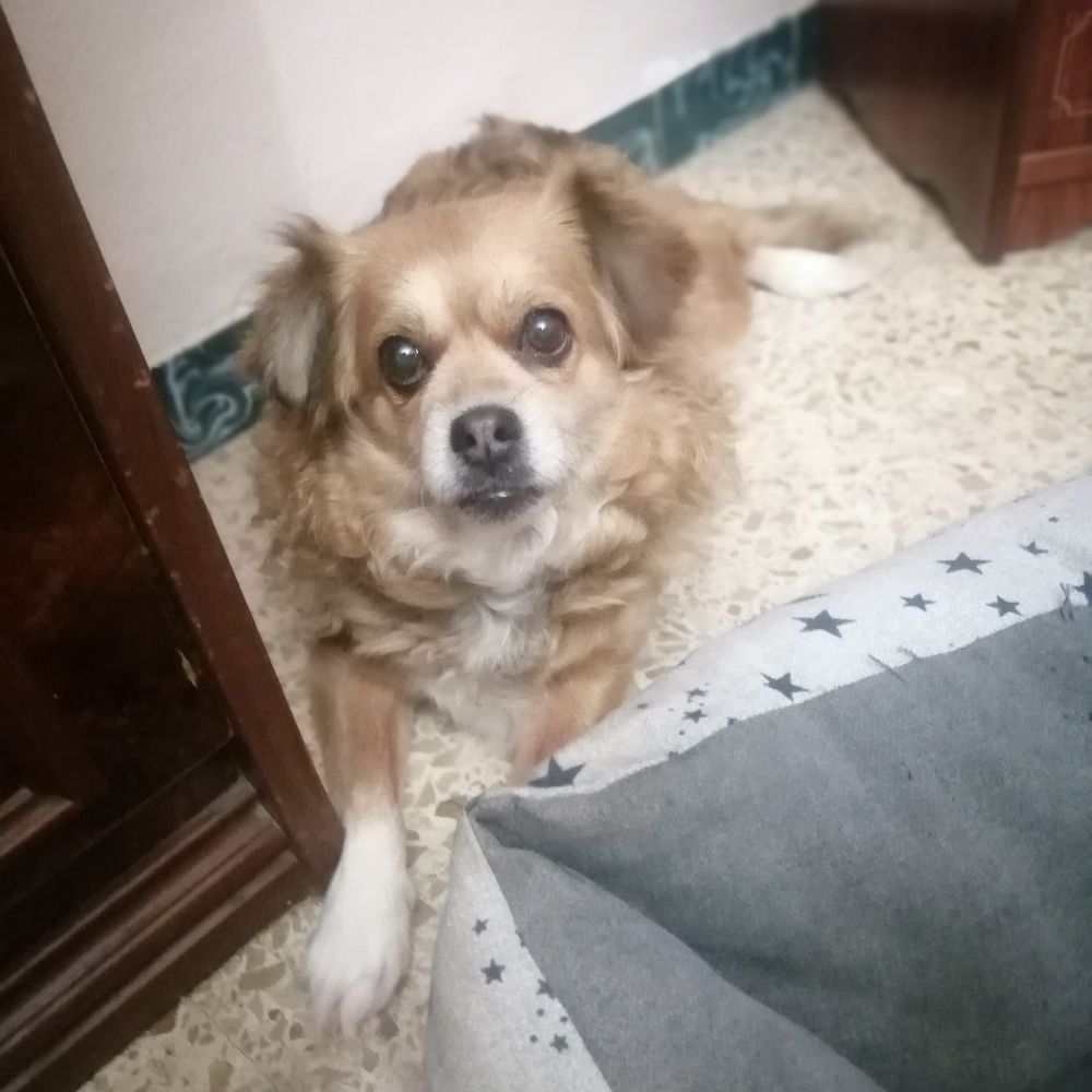 Josemarojo