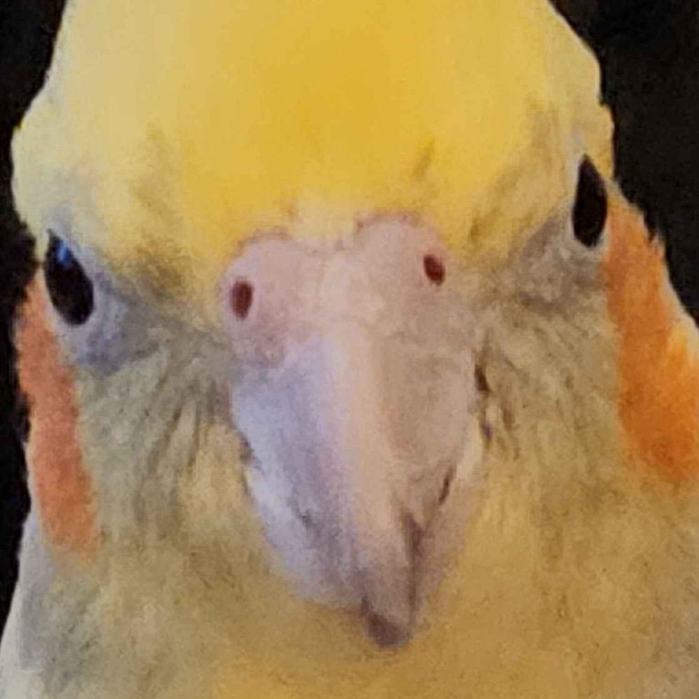 taro