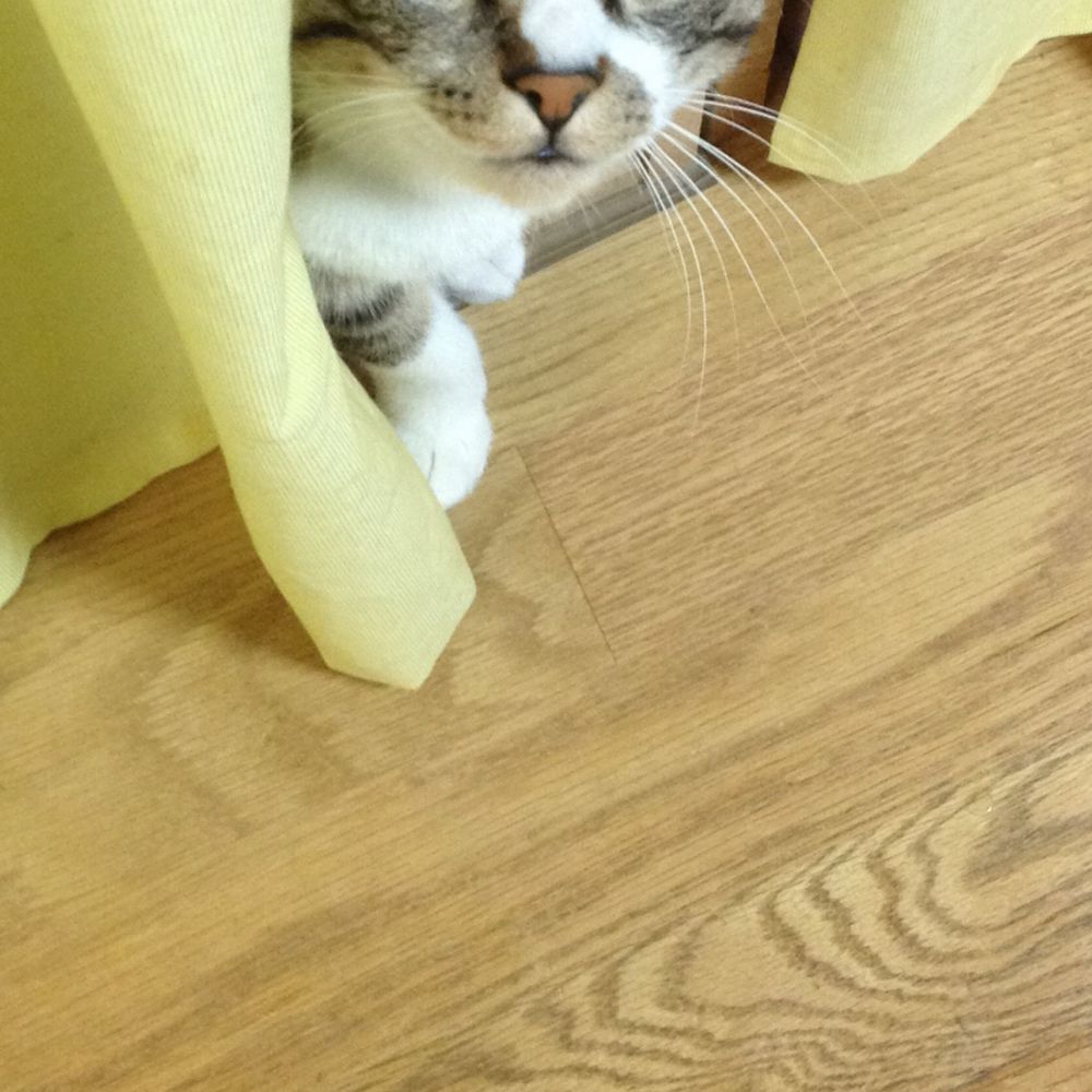 べるもん🐁