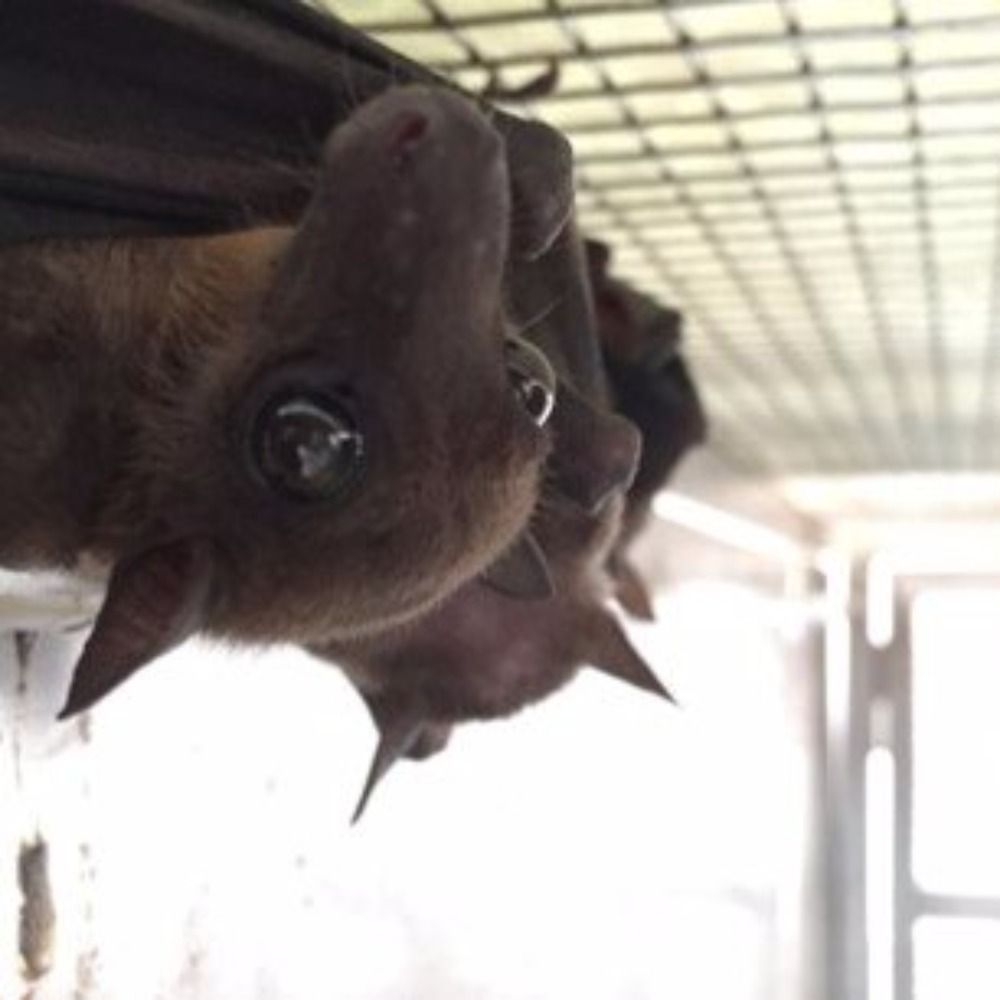 BatResearch - A.Prof. Aaron Irving