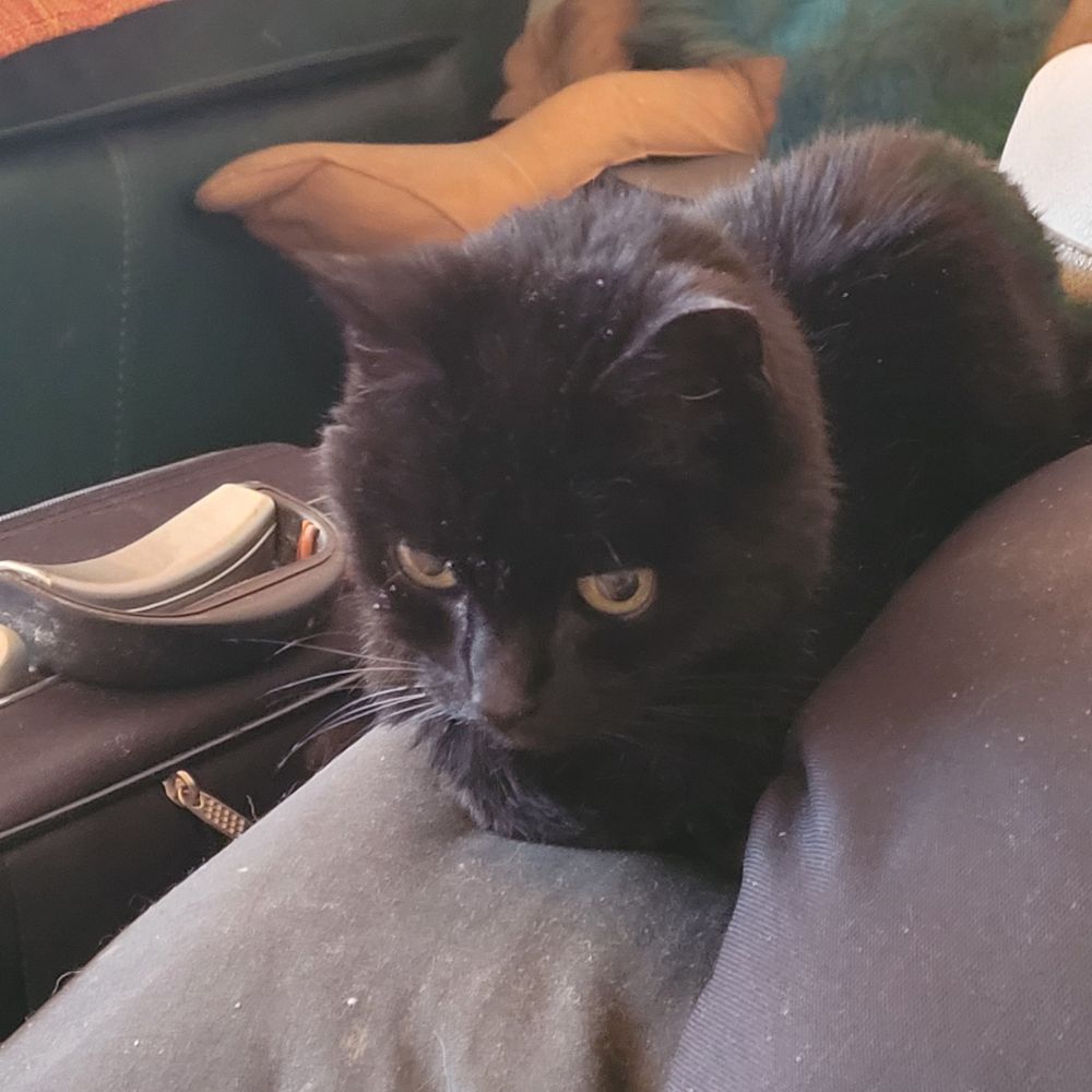 Gizmo