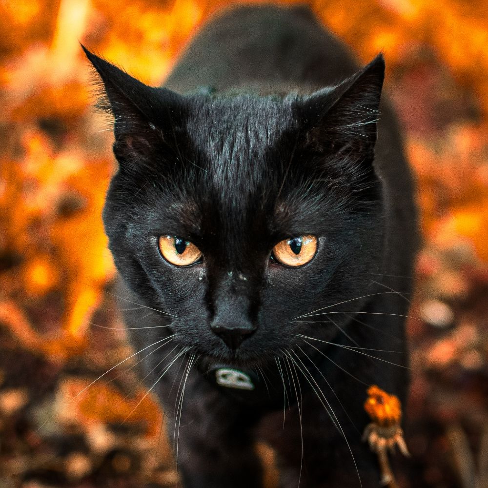 Ubi felis, ibi jus 🐈‍⬛