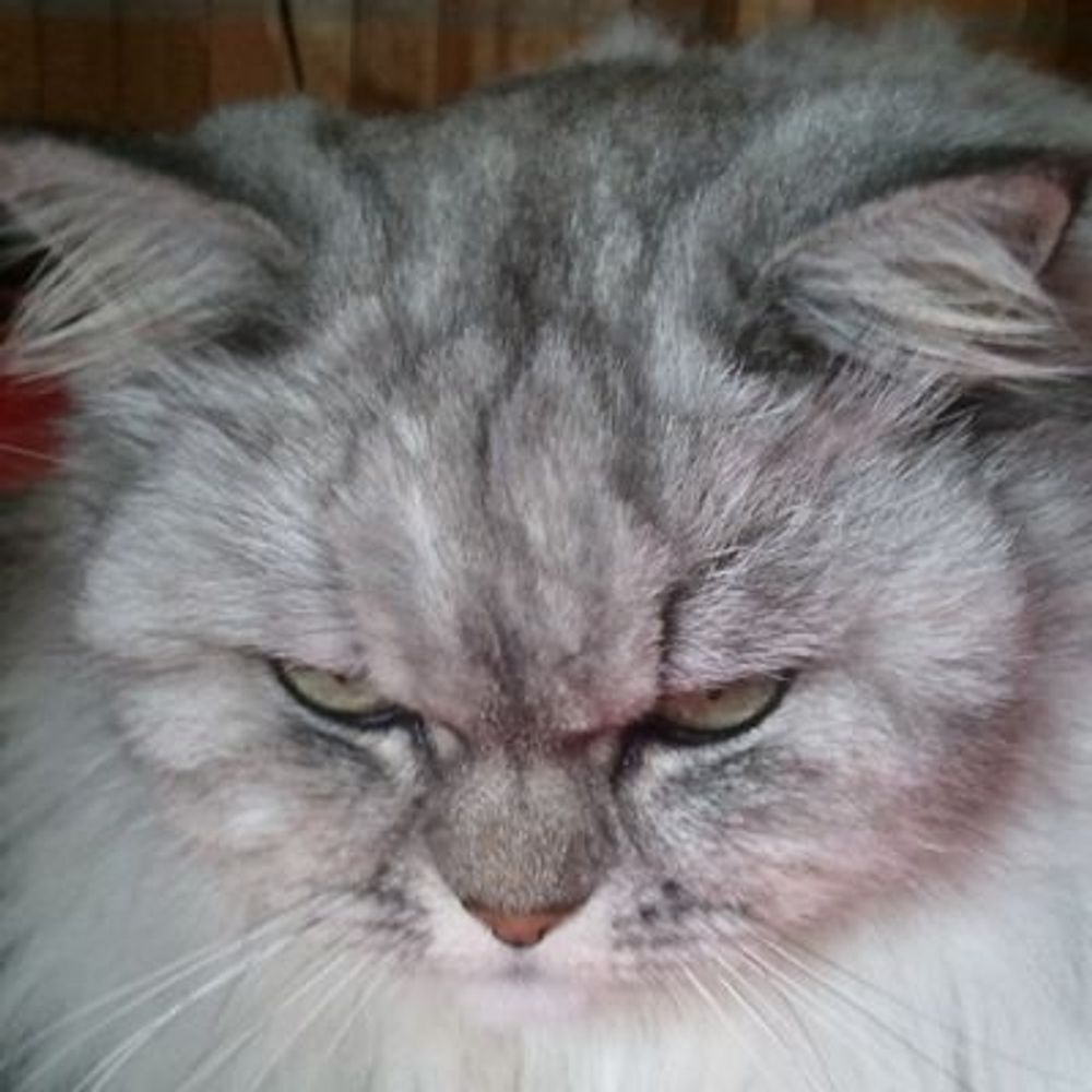 エンジニアの猫