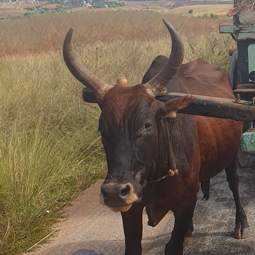 CATTLEFRONTIERS