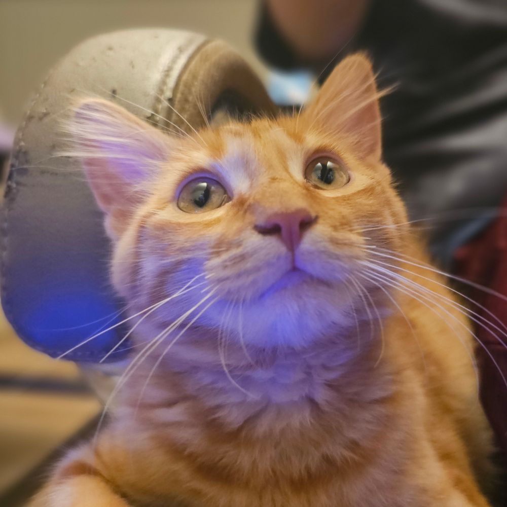 Frank The Kitten