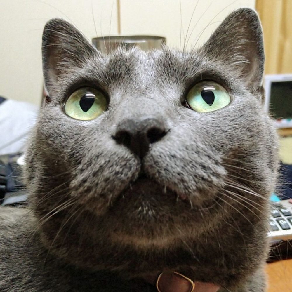 子猫のうい