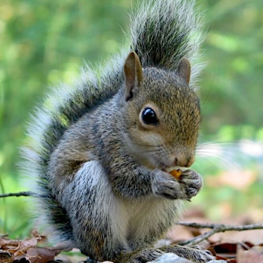 Squirrelpot