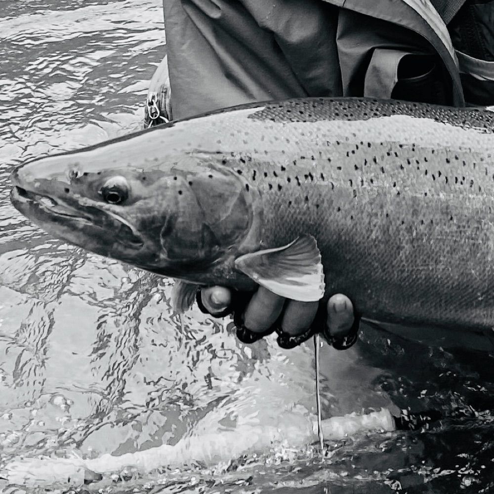 OldSteelhead