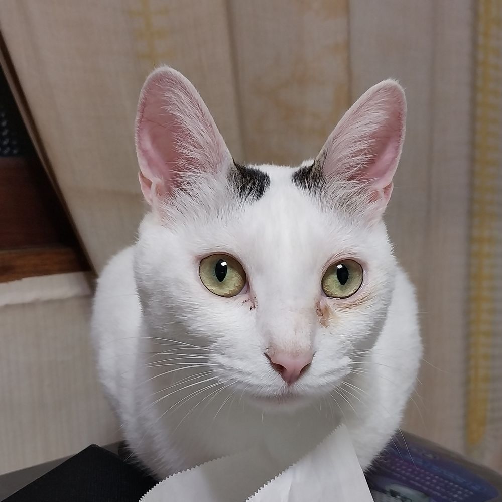 고모라
