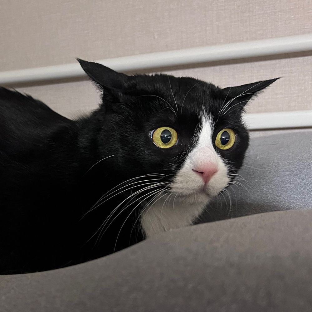 Felici
