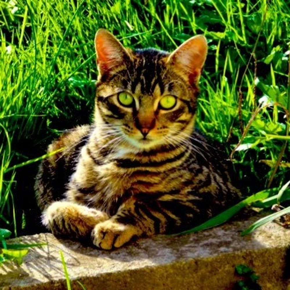 Ⲁ ⲉ ⳽ ⲓ ⲅ 🐯🐾