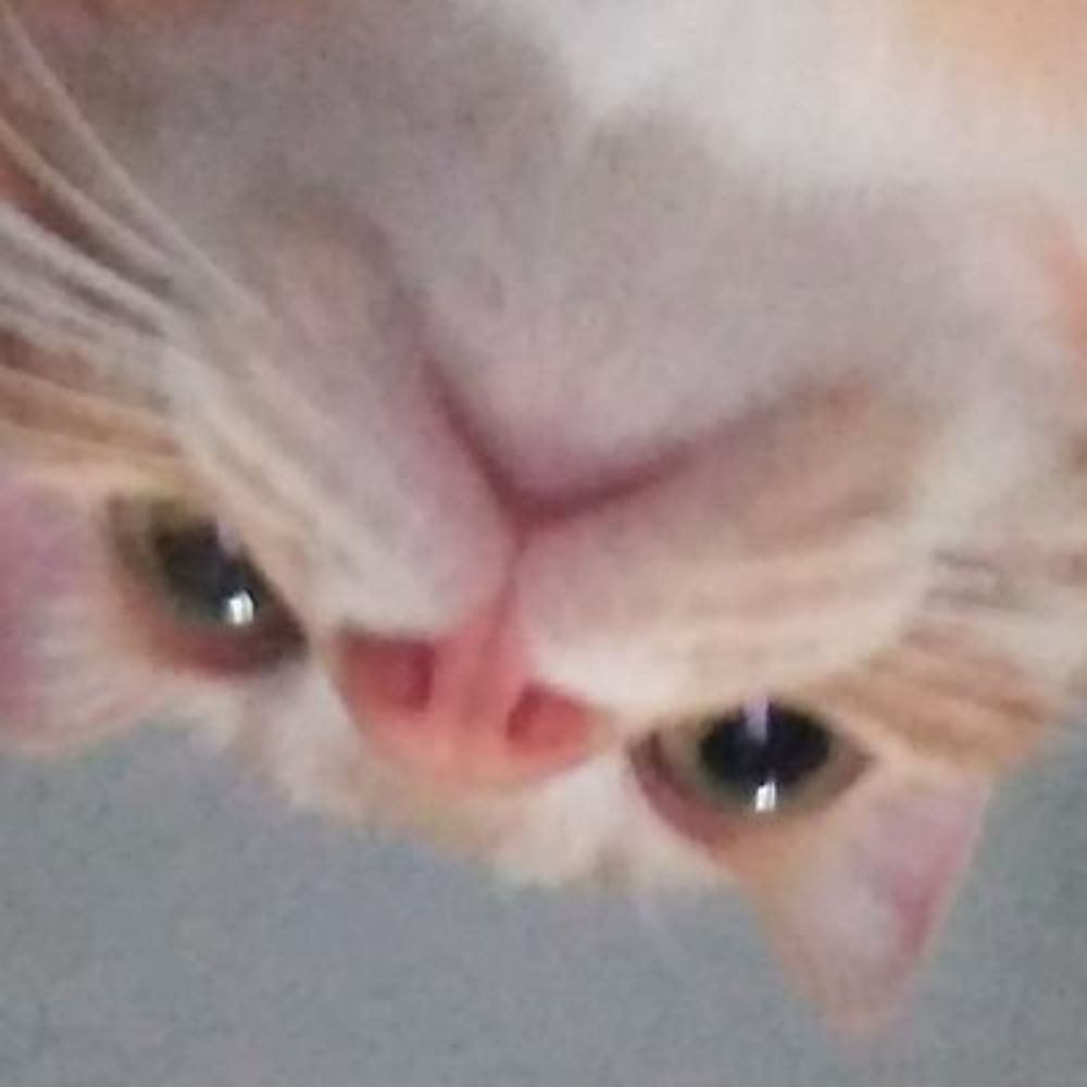 고치돈