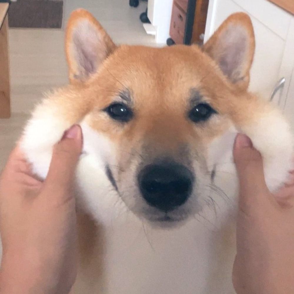 Curlpup