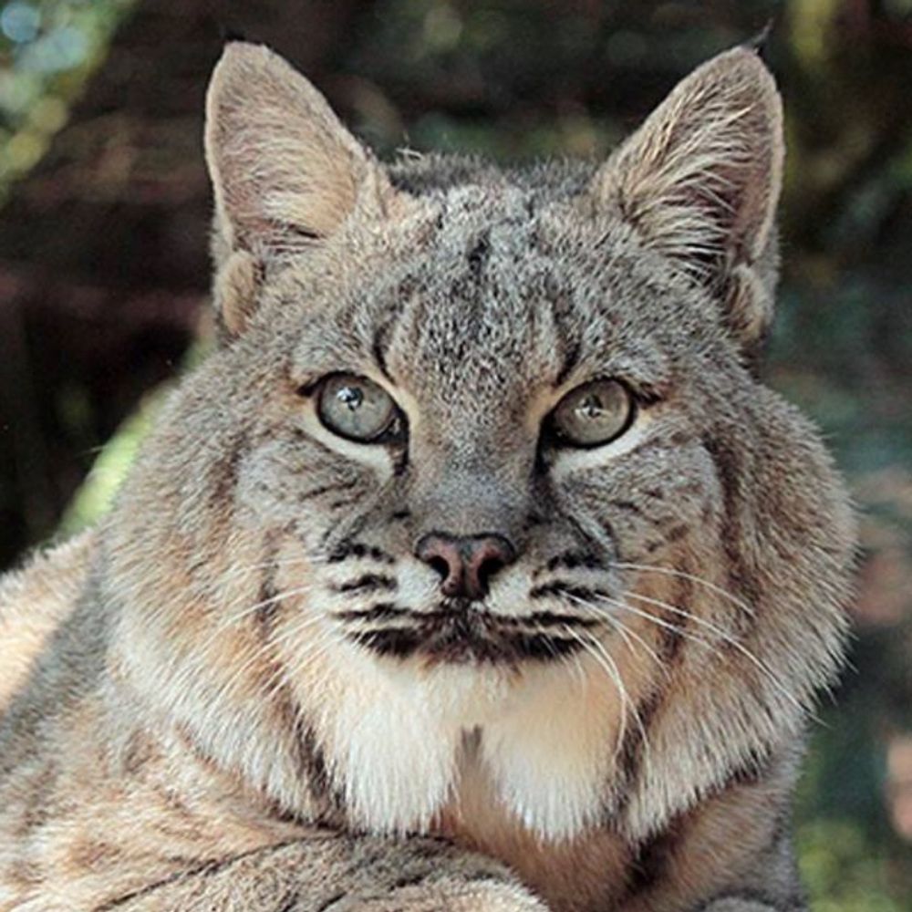 HourlyLynxes