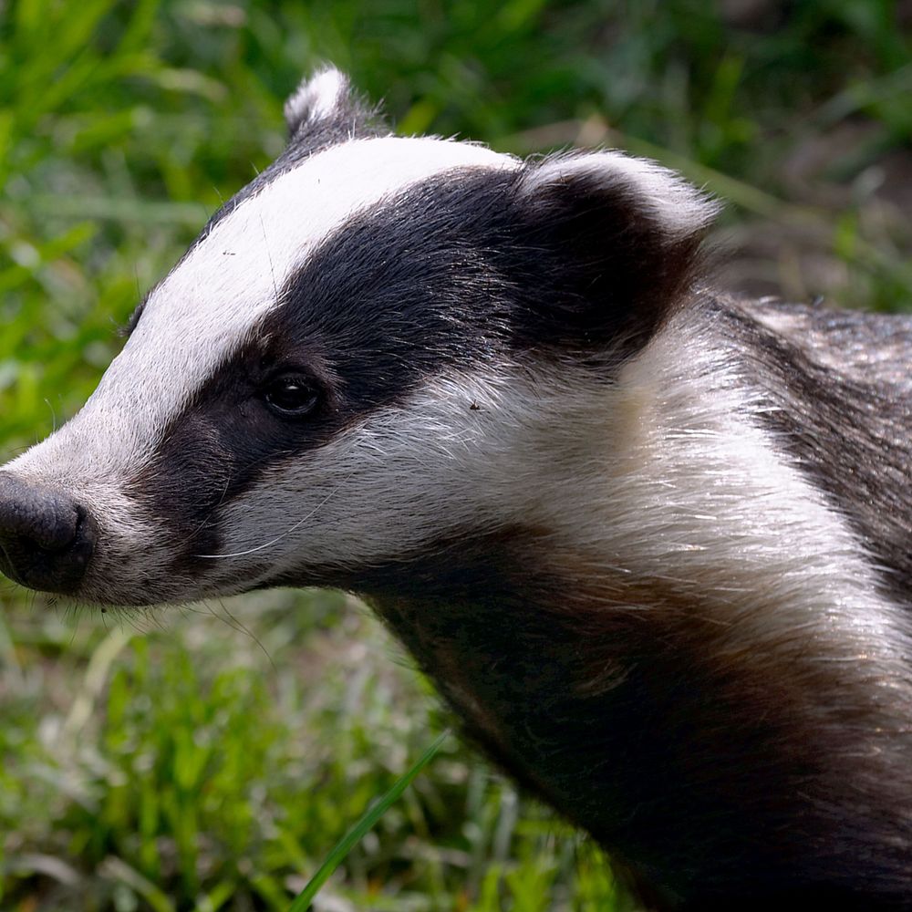 Badger