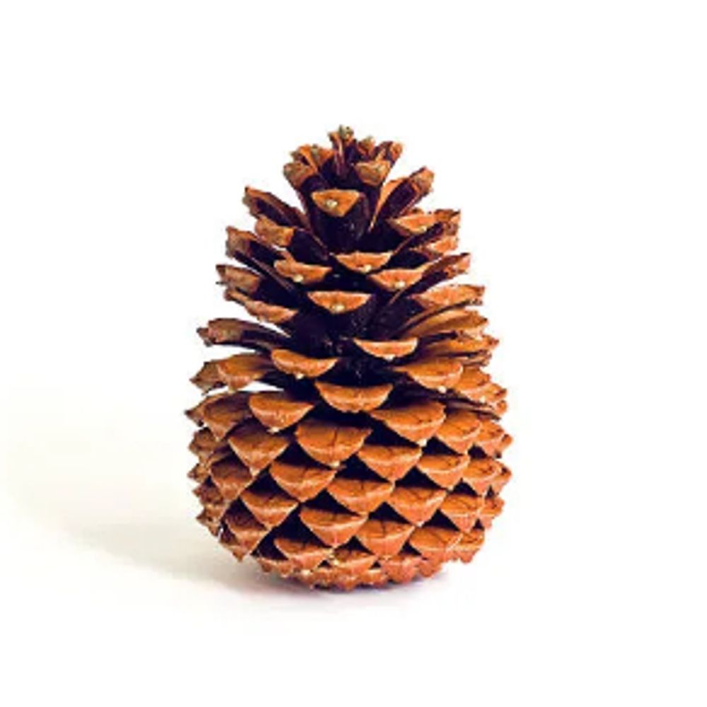 Anonymous Pinecone