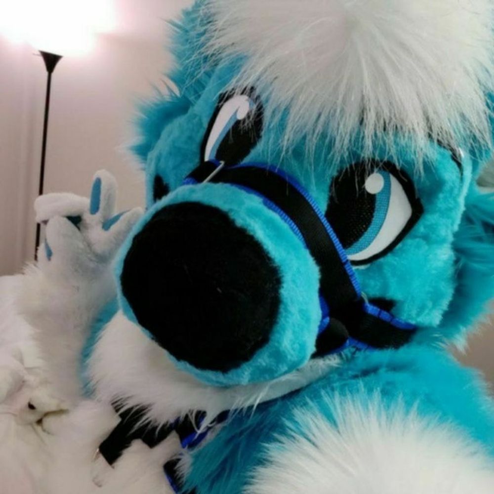 Fizzy Husky 