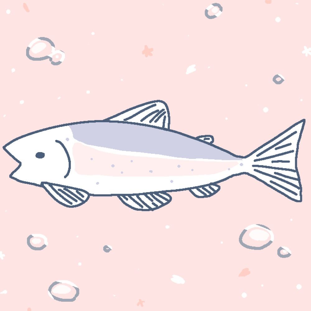 아이시스 8.1