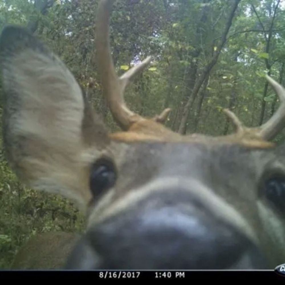 Prongs 🦌
