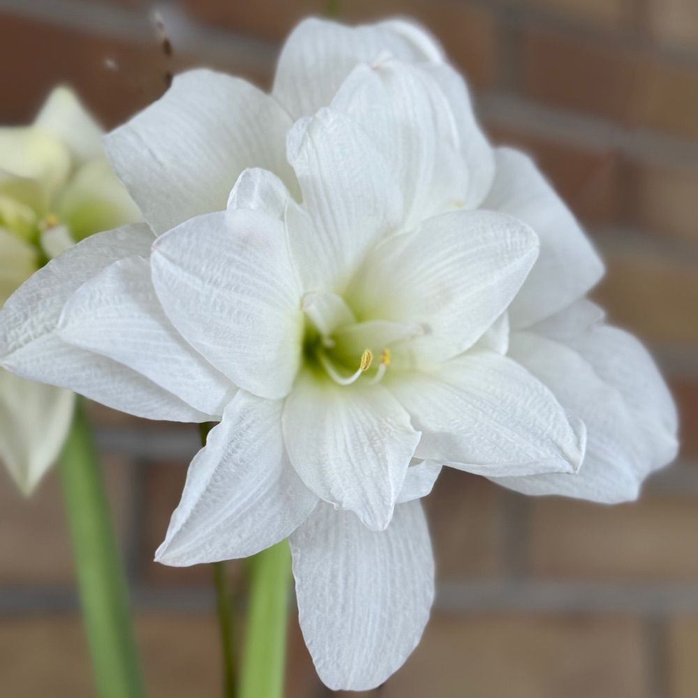 Open Water Blooms