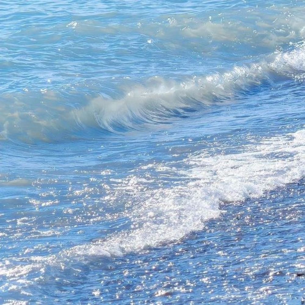 魚